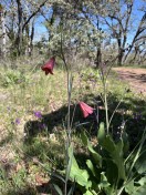 Gentners fritillary 
